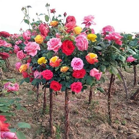 樹狀月季花哪裡買|月季｜優惠推